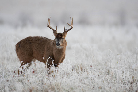 大的白色尾鹿雄鹿在霜冻覆盖的草地上，在第一个光。