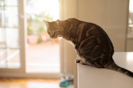 漂亮的短发猫坐在家里的白桌上