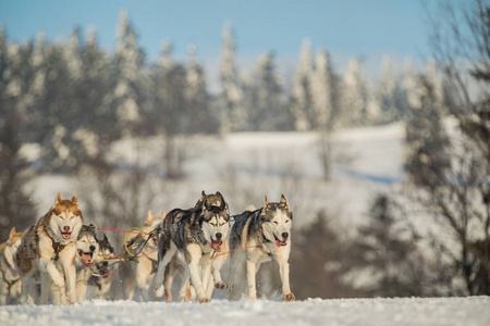 一队四只哈士奇雪橇狗在一条下雪的荒野道路上奔跑。 在冬天的捷克农村，用哈士奇狗雪橇。 哈士奇狗在冬季景观队。