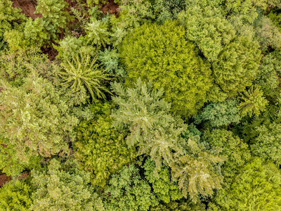 带针叶树和落叶树的混合森林的鸟瞰图。 无人机摄影。