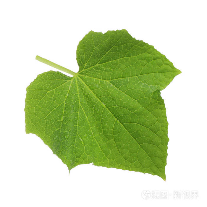 白色背景下分离的绿色黄瓜叶