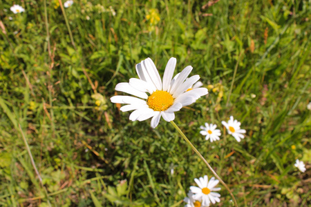 草地上的白花
