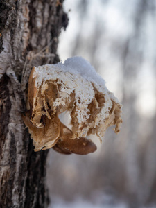 冬林桦树树干上一种奇特的蘑菇寄生虫