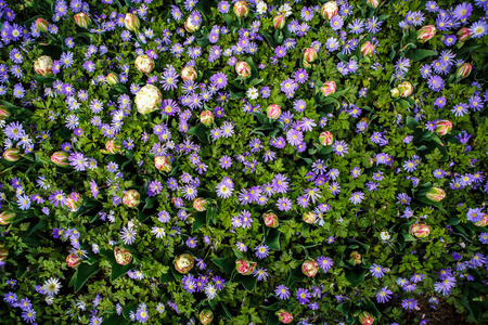 美丽多彩的蓝色花朵在春天的花园里盛开。装饰壁纸与香叶花在春天开花。大自然的美丽海报。充满活力的自然色彩