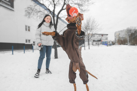 狗穿着夹克在冬天的照片运动中跳过球。 穿着温暖衣服的女孩在雪地里和狗玩球。 专注于狗的跳跃。