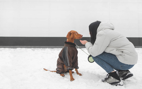 一个穿着温暖衣服的女孩在冬天和一只狗在白色墙壁的背景下玩耍的肖像。 主人和宠物冬天在雪地里散步。 在街上玩狗的寒冷。 共用空间