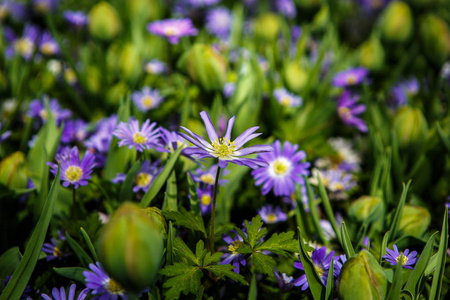 美丽的五颜六色的蓝色花朵在春天的花园里盛开。 装饰壁纸与百合花在春天开花。 大自然的美丽海报。 充满活力的自然色彩