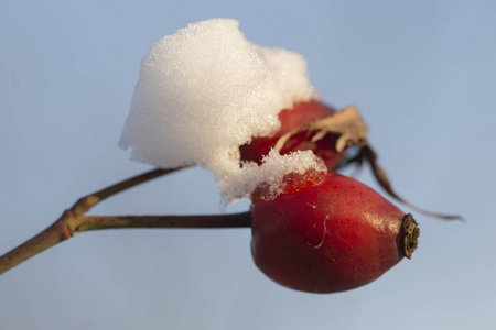 野生玫瑰灌木上的冬季景观和雪。 冰森林。 狗玫瑰属的犬科。