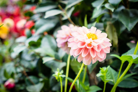 花园里美丽的五颜六色的花