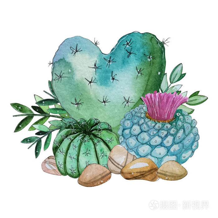 水彩画手绘仙人掌植物构图.水彩剪贴画在白色背景上分离的单个花.