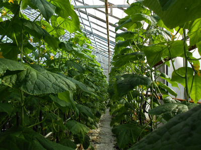 黄瓜农场温室。温室黄瓜的生长和开花。种植有机食品。黄瓜收获。现代温室内的黄瓜养殖场