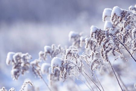 草枝冻在冰里。 冬天的冻草枝。 树枝上覆盖着雪。