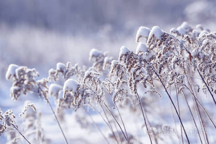 冬天的冻草枝. 树枝上覆盖着雪.