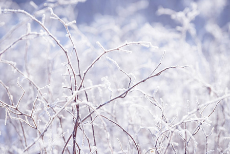 草枝冻在冰里。 冬天的冻草枝。 树枝上覆盖着雪。