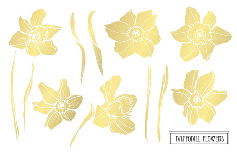 装饰水仙花设计元素。 可用于卡片邀请横幅海报印刷设计。 金色花朵