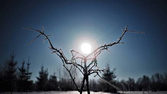 阳光明媚的冬日里美丽的一棵树