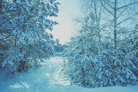 边的冬林..雪地森林里的小径。冬季自然