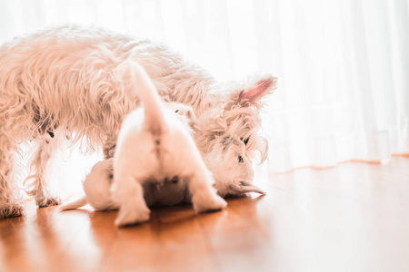 西猎犬，两只小狗在地板上玩耍