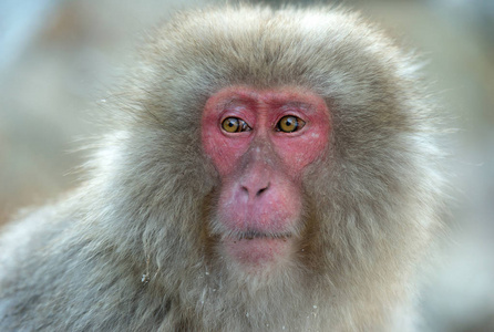日本猕猴。 特写肖像。 日本猕猴科学名称马卡福斯卡塔也被称为雪猴。 自然栖息地冬季季节。