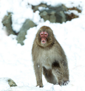 雪上的日本猕猴。 日本猕猴科学名称马卡福斯卡塔也被称为雪猴。 自然栖息地冬季季节。