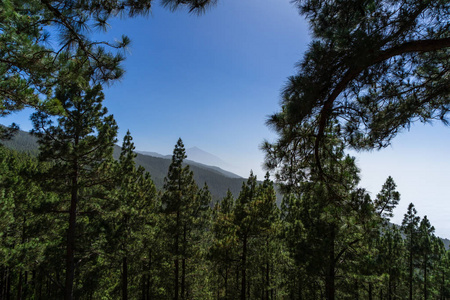 通过一片荒芜的高地森林超过2000米观赏泰德火山。 泰内利夫。 加那利群岛。 西班牙。