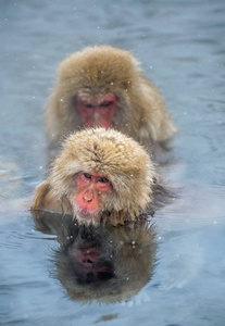 日本猕猴在天然温泉水中。 清洁程序。 日本猕猴科学名称马卡福斯卡塔也被称为雪猴。