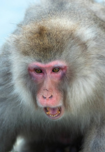 张开嘴的日本猕猴。 特写肖像。 日本猕猴科学名称马卡福斯卡塔也被称为雪猴。 自然栖息地冬季季节。