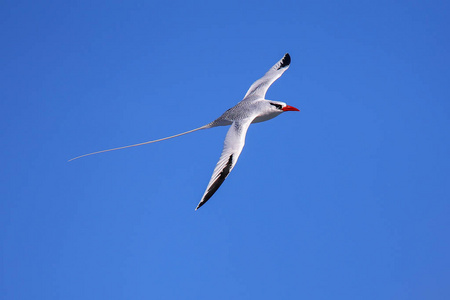 红色计费的热带鸟PhaethonAethereus在埃斯帕诺拉岛加拉帕戈斯国家公园厄瓜多尔飞行。