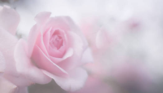 春季开花或夏季开花的玫瑰玫瑰花色调的Bokeh花背景粉彩和软花卡。甜色玫瑰，柔和的风格，背景接近。