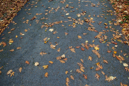 美丽的干叶作为秋天的背景纹理