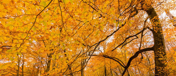 意大利蒙蒂西米尼拉齐奥树叶横幅。 山毛榉的秋天颜色。 有黄色叶子的山毛榉。
