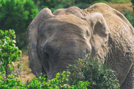 非洲大象在灌木丛中吃，在南非阿多国家公园近景