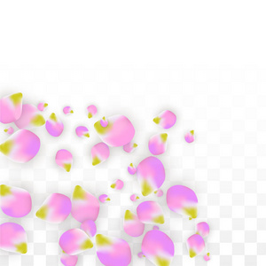 矢量现实主义粉红花瓣落在透明的背景。春天浪漫的花插图。飞行的花瓣。樱花水疗设计。开花的康彩提图片