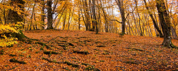 意大利蒙蒂西米尼拉齐奥的背景树叶横幅。 山毛榉的秋天颜色。 有黄色叶子的山毛榉。