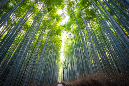 日本京都山森林竹林的美丽景观