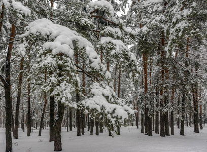 森林。冬天。白雪覆盖的森林。白雪覆盖的树木。冷酷。