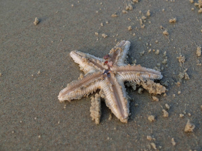 海星倒伏在沙滩上