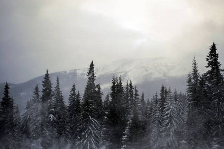 美丽的树在冬天的景观在傍晚的降雪。 森林雾蒙蒙的傍晚在山上。 喀尔巴阡山。 美丽的风景