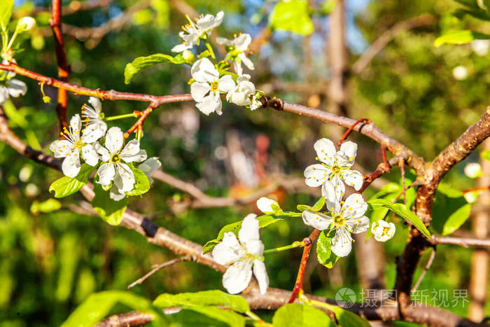 春天美丽的白色樱花樱花花背景与开花樱桃树鼓舞人心的天然花卉春天