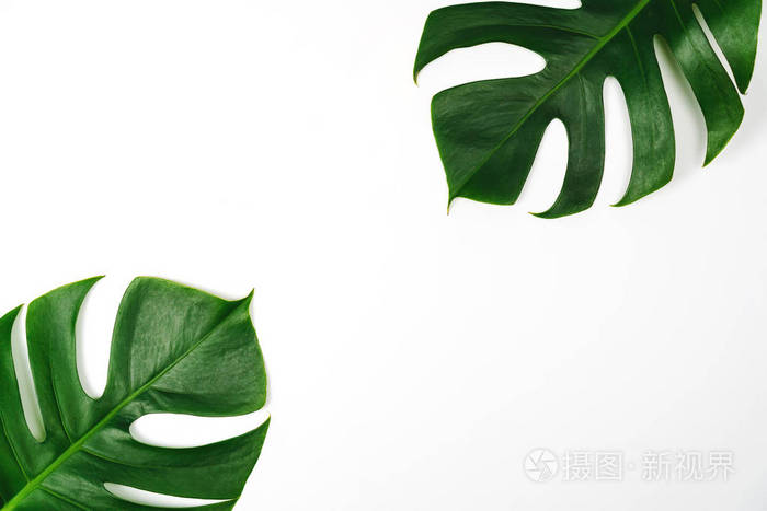 棕榈叶真正的热带丛林树叶瑞士奶酪植物.
