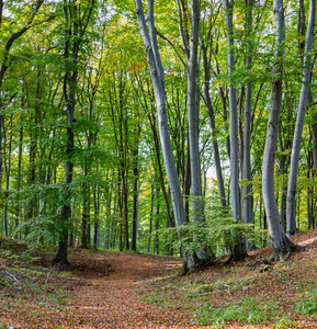 绿色山毛榉森林的路径
