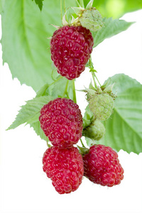 成熟和不成熟的树莓。隔离在白色背景上。