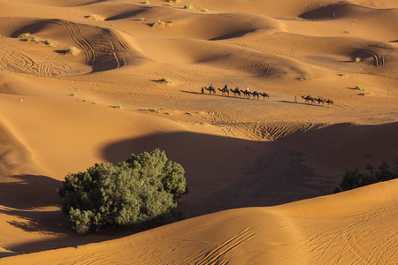 骆驼商队在撒哈拉沙漠的甜点，背景是美丽的沙丘。 摩洛哥