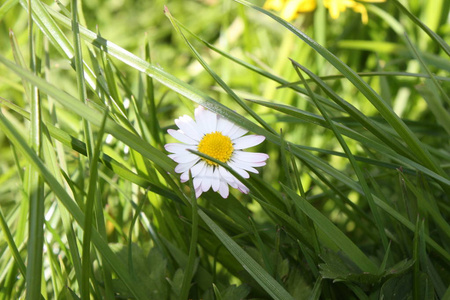 草地前的白色和黄色雏菊花