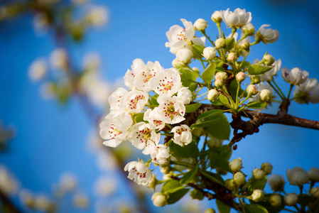 苹果树花