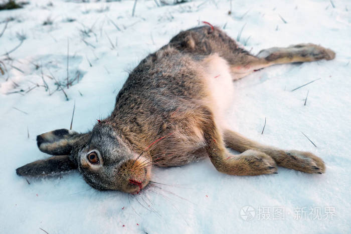 雪上的死兔子. 冬季狩猎野兔.
