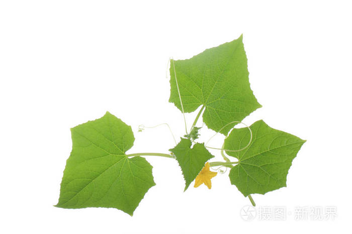 绿黄瓜叶白背景分离