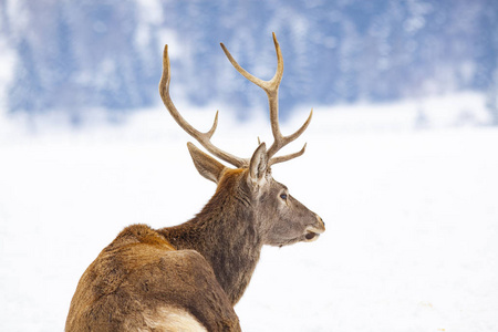 高贵的鹿雄在冬天的雪