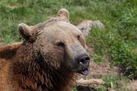 一只棕色的熊，下唇撅着，坐在春天的阳光下等待款待。