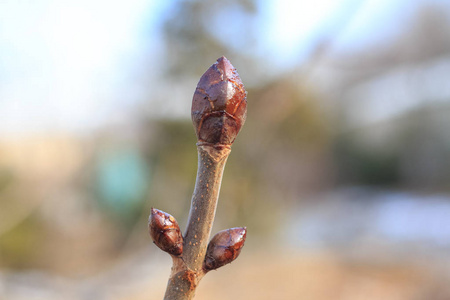 一或灌木的枝条，芽肿，准备在冬季开花，在解冻或季节变化时感受春天的到来。